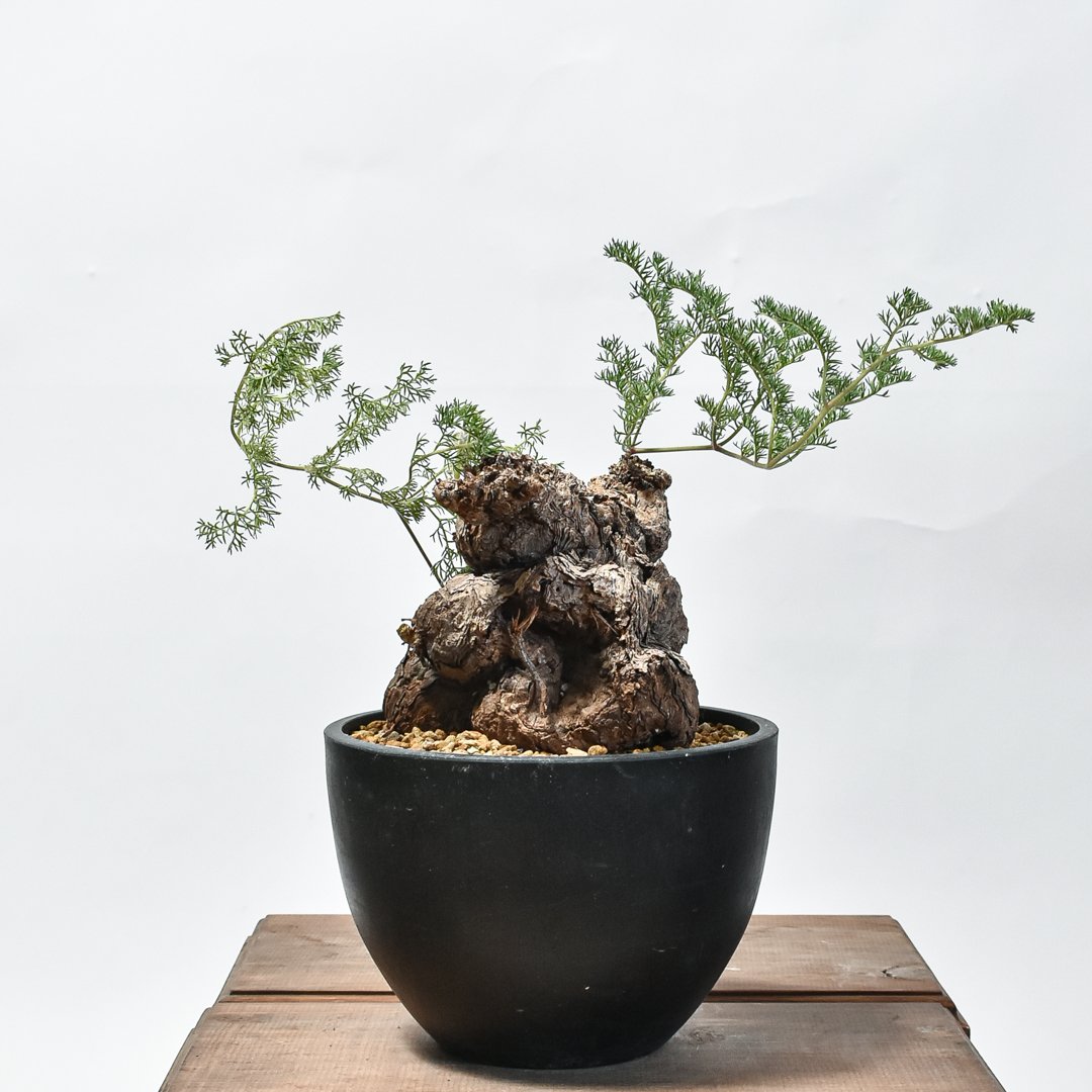 【発根済】ペラルゴニウム・トリステ【作家鉢】 ペラルゴニウム トリステ 鉢Set | Green Shop MITSUBACHI