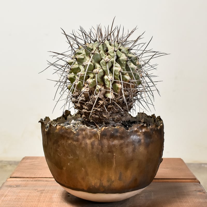 RAFLUMコレクション】テロカクタス ニドゥランス 