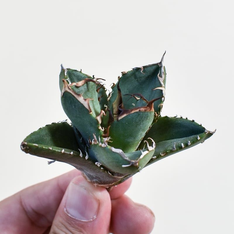 アガベ チタノタ 