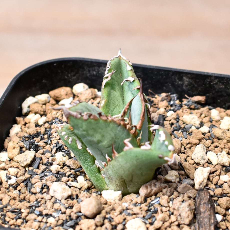 6a034d48c56f482a8da68ebd