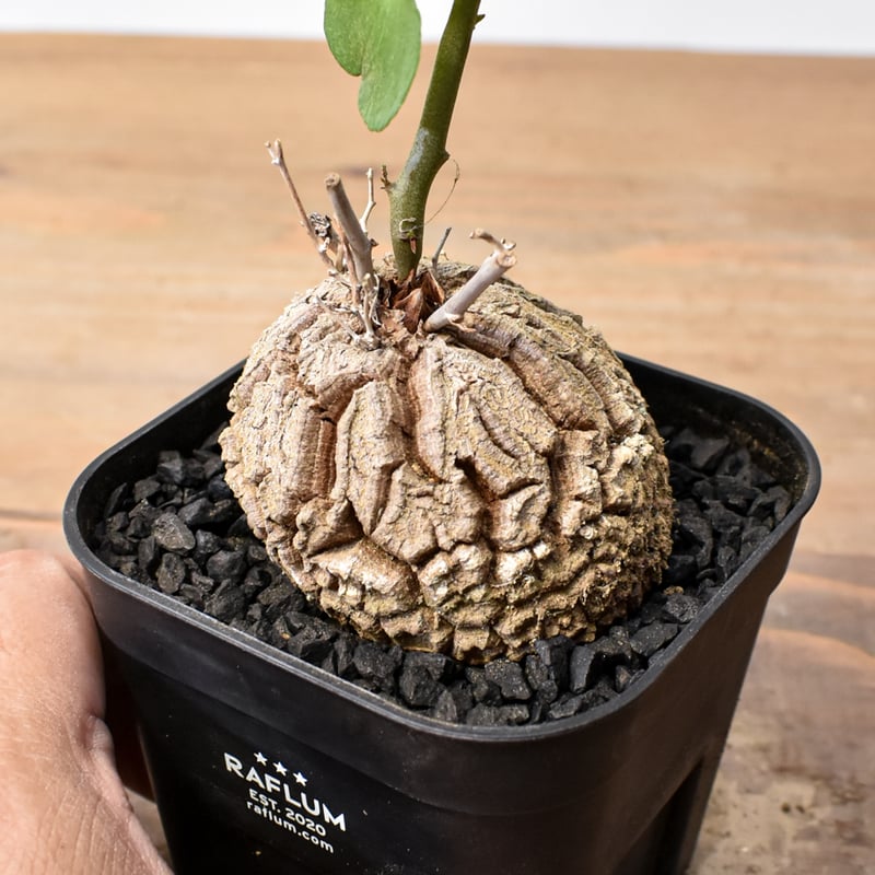 ディオスコレア・エレファンティペス