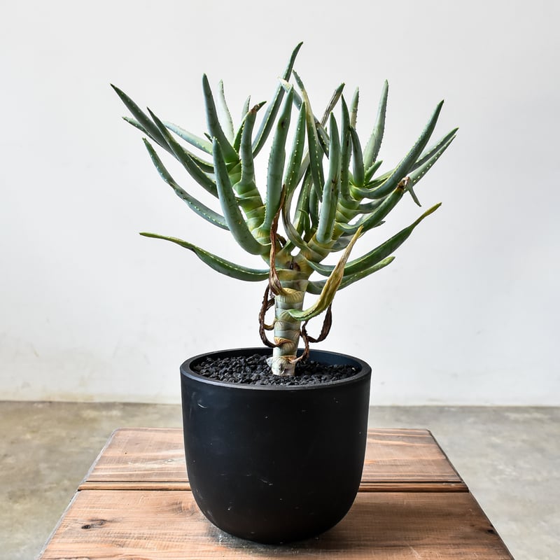 ○ アロエ　ラモシシマ / Aloe ramosissima 国内実生株 アロエ ラモシシマ【発根済み】HK2401940(T) | RAFLUM