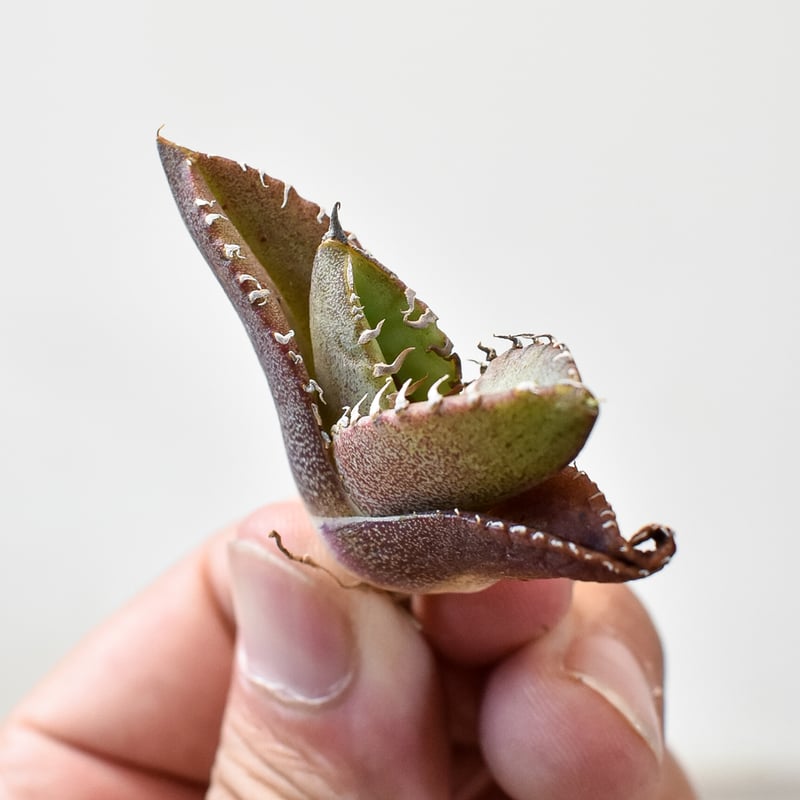 アガベ・チタノタ【シャークソウイ】 〝仙台PLANTISTIC！産〟 アガベ・チタノタ【シャークソウイ】 〝仙台PLANTISTIC！産〟 チタノタ