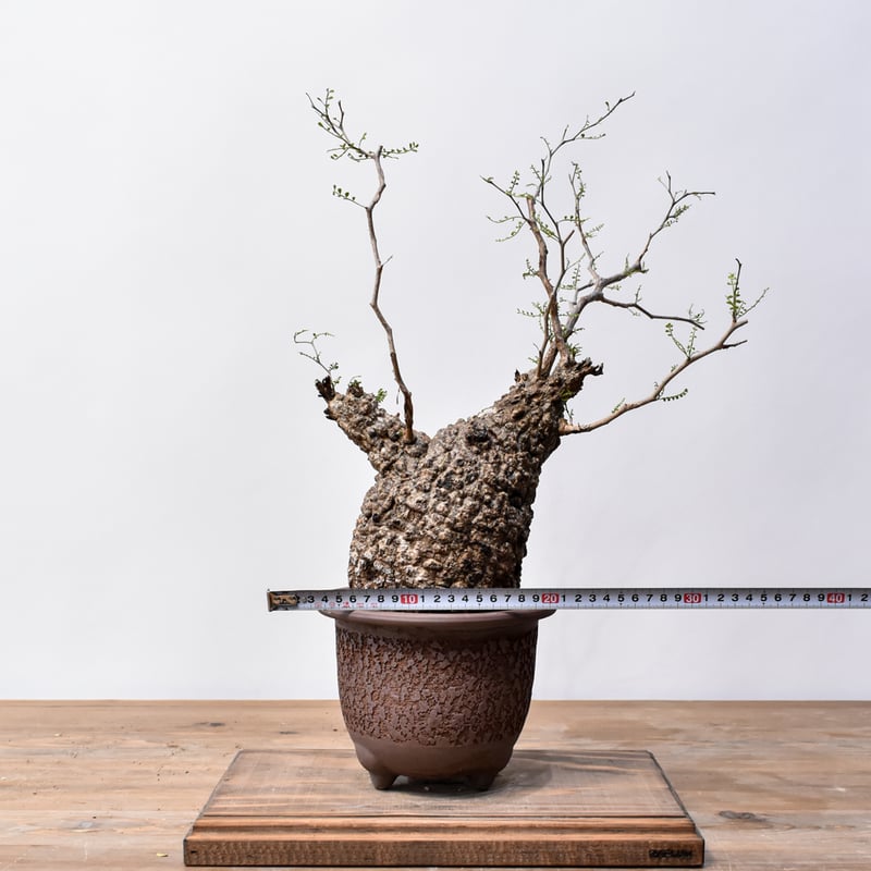 オペルクリカリア パキプス RFHK25011492 | RAFLUM / ラフラム｜東京