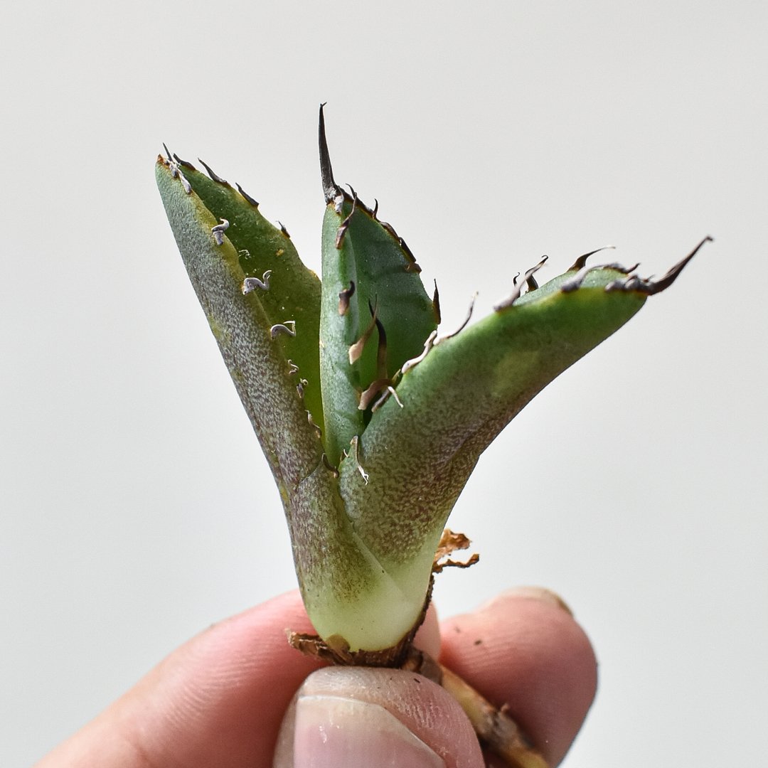 アガベ チタノタ 黒犀牛 大株 アガベ・チタノタ 黒犀牛（芽）-029｜agave titanota black