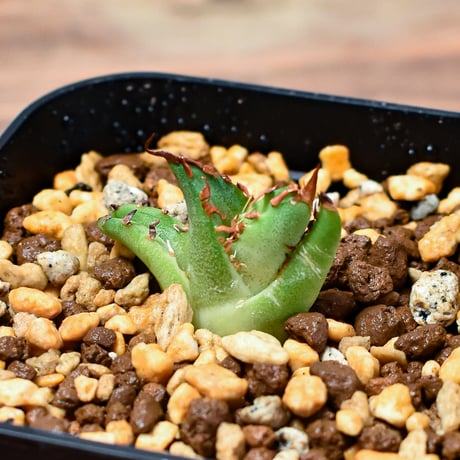 CATEGORY アガベ チタノタ クレイジー | RAFLUM / ラフラム｜東京