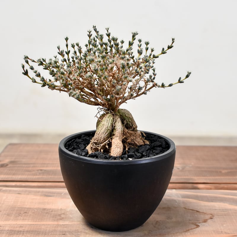 トリコディアデマ ブルボスム 