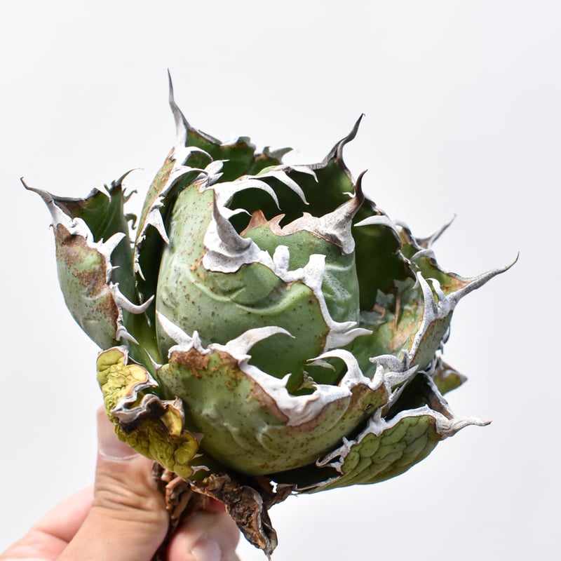 白火焔1苗、BB1苗、黒鯨3苗 根付苗 台湾産正規品 引っ越処分品 アガベ 白火焔1苗、BB1苗、黒鯨3苗 根付苗 台湾産正規品