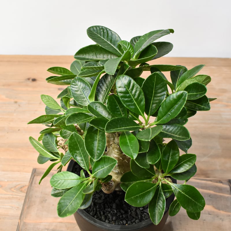 パキポディウム ウィンゾリー　＊総決済セール＊ パキポディウム ウィンゾリー ＊総決済セール＊複数購入割引 fit