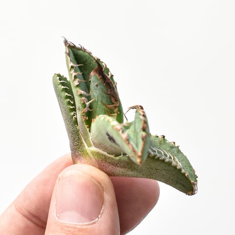 アガベ チタノタ "麻花" 【台湾huplants2010産/子株販売】RF25011624