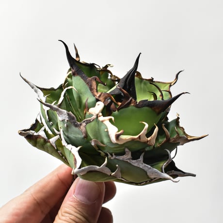 アガベ チタノタ "精品ハデス" / 精品黒帝斯、精品恐竜牙歯 【台湾 dragon agave産/中株/抜き苗】A80