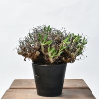 ユーフォルビア・バルサミフェラ 大株（発根済み）RF230009 | RAFLUM