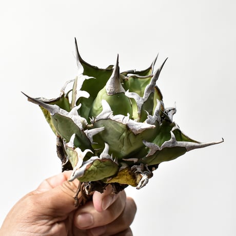 アガベ チタノタ "精品ハデス" / 精品黒帝斯、精品恐竜牙歯 【台湾 dragon agave産/中株/抜き苗】RF25011697