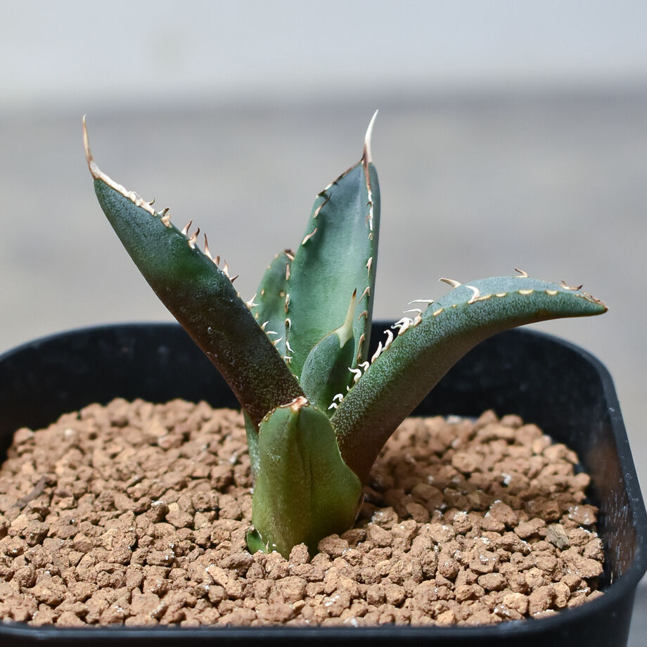 アガベ　チタノタ　鳳凰　フェニックス　#020 アガベ チタノタ フェニックス 