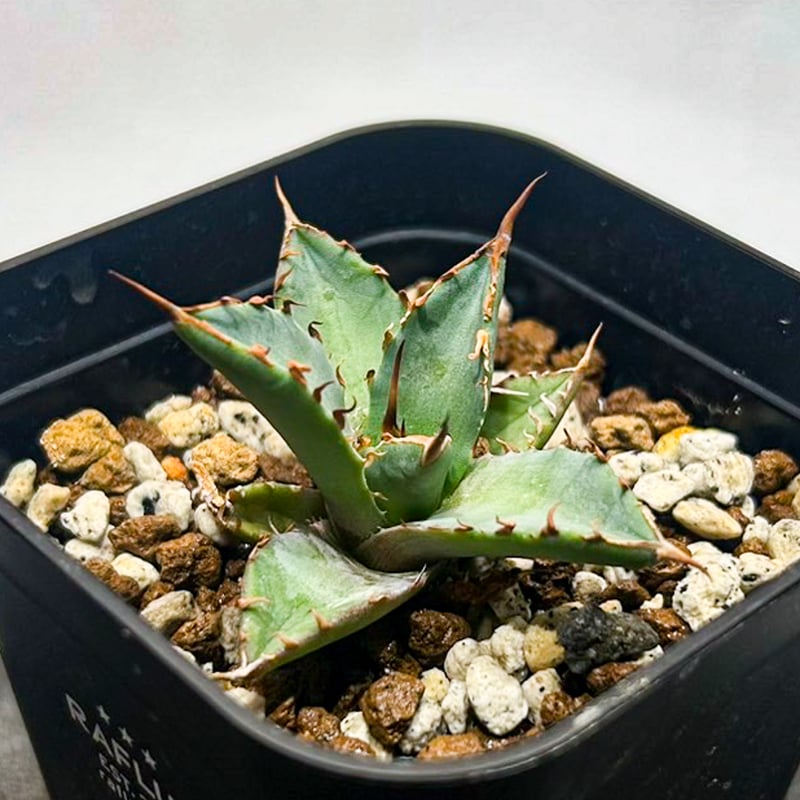 Dennis hybrid 黑帝斯x妖炎 /ハデス×エボリスピナ 【台湾DENNIS産】RFD