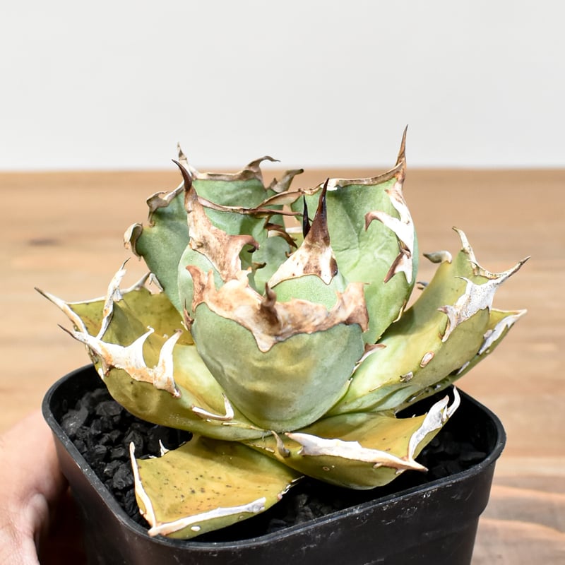 アガベ　チタノタ　ドラゴンスパイン　大株　お盆セール アガベ チタノタ ドラゴンスパイン 大株 お盆セール アガベ チタノタ