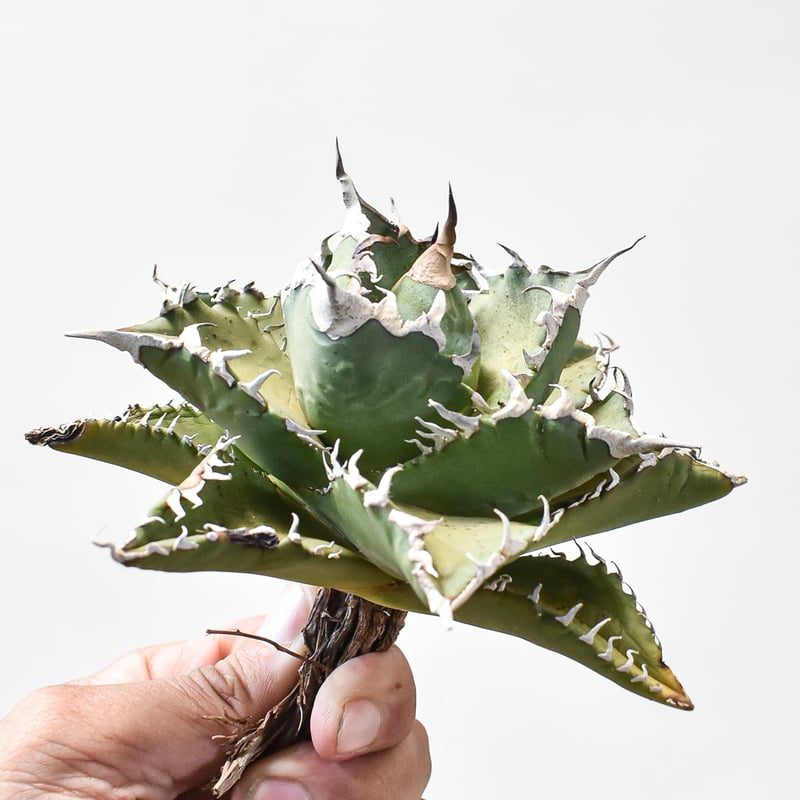 アガベ 狂刺夕映 ソーラーエクリプス多肉植物 観葉植物 アガベ チタノタ ソーラーエクリプス 