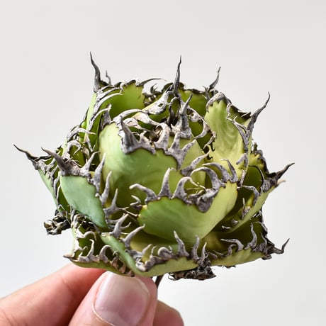 アガベ チタノタ  フィリグリー"精品 圓葉拇指"【台湾 dragon agave産/抜き苗/中株】427 DGC2409048