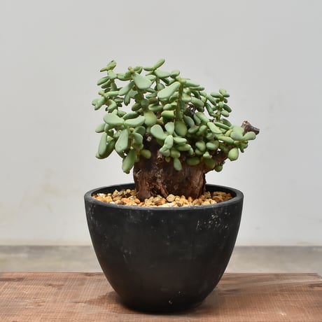 CATEGORY ケラリア ピグマエア | RAFLUM / ラフラム｜東京、大阪の塊根  