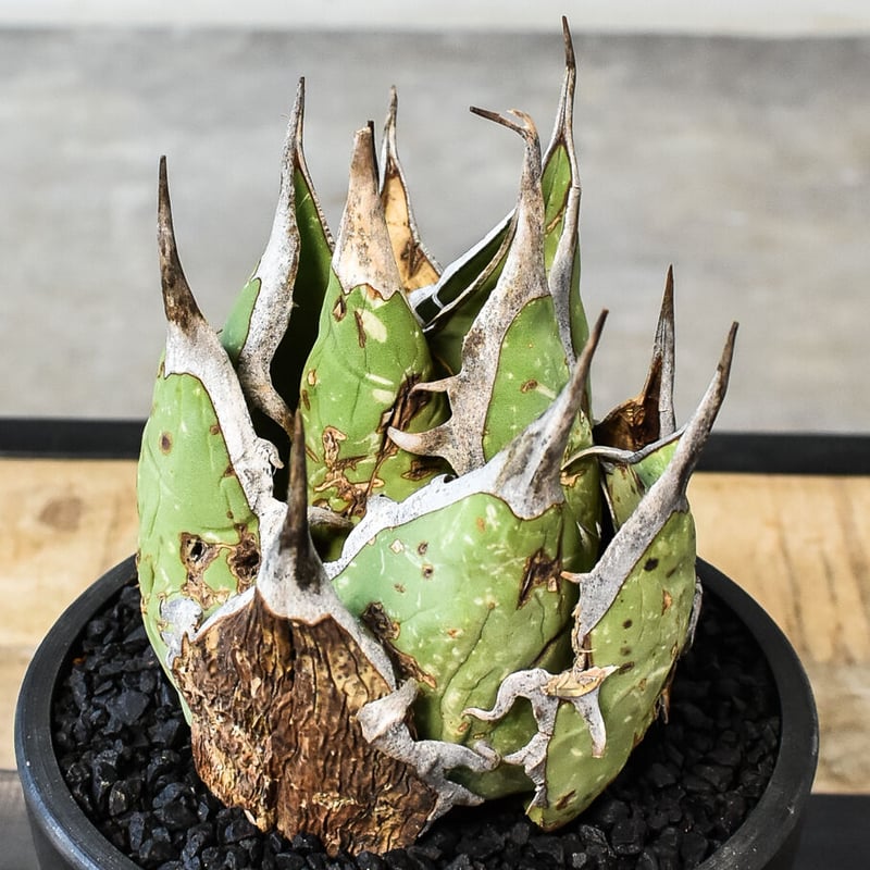 【発根済み子株】アガベ オアハカ 実生 オテロイ agave Oaxaca 子株 発根済み子株】アガベ オアハカ 実生 オテロイ agave Oaxaca 子株