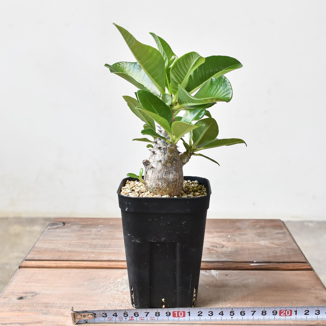 パキポディウム・ウィンゾリー パキポディウムウィンゾリー(実生) 実生 Pachypodium 大株【D94】 塊根植物・コーデックス