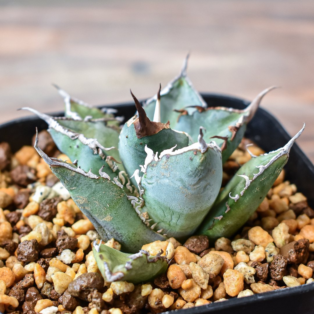 アガベチタノタ　シャークソウイ チタノタシャークソウイ | STORES