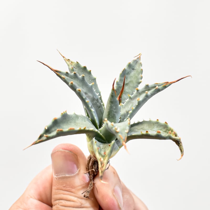 47 ユタエンシス エボリスピナ 現地株 ベアルート 陽炎 アガベ 16