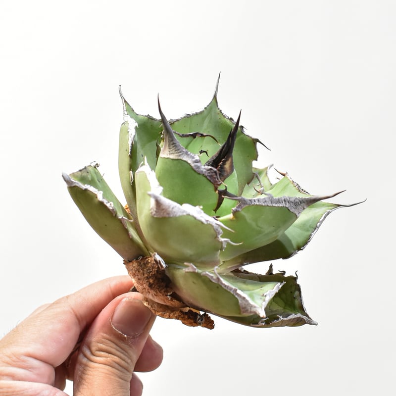 アガベ 小株〜中株8点＋ギガスの種5粒セット アガベ【シーザー】小株 | Miura Farm