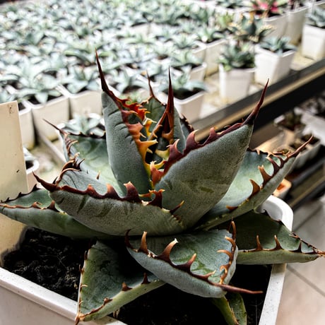 アガベ ハイブリット 曙光 ×（パラサナ、イシスメンシス）【台湾botanical_seeker産】L RF25011583