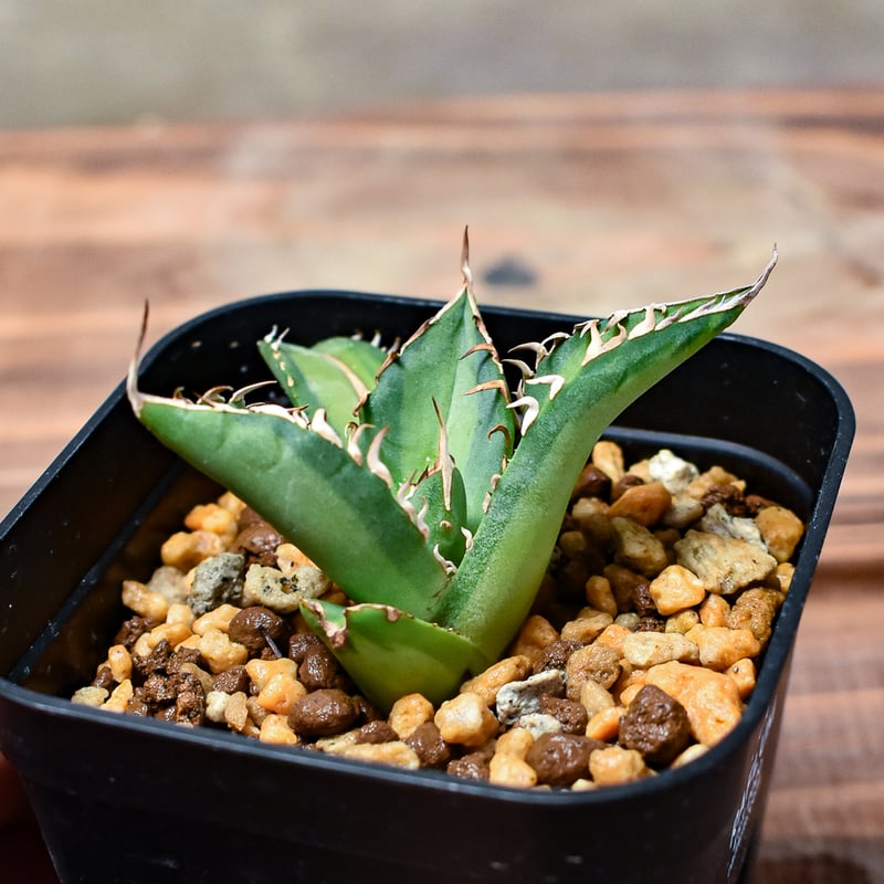 希少】アガベピンキー発根済み安定株