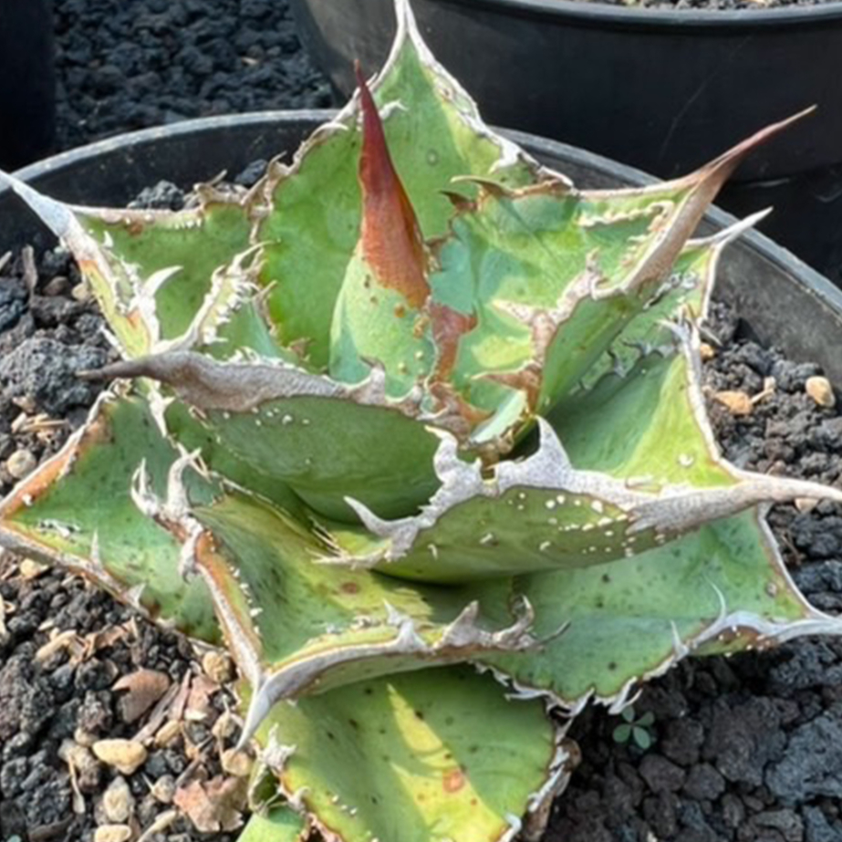 アガベ　チタノタ　ステゴサウルス アガベ チタノタ 