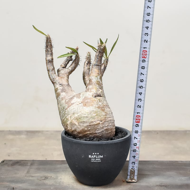 パキポディウム グラキリス (発根済み) RF231207 | RAFLUM / ラフラム｜