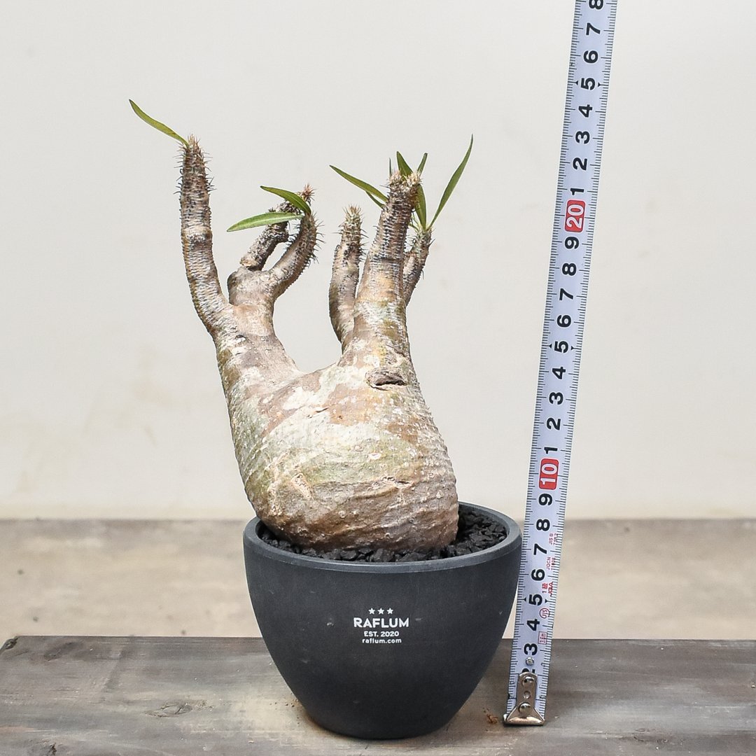 a*a様 パキポディウム グラキリス 鬼コレクション株】【AAA面