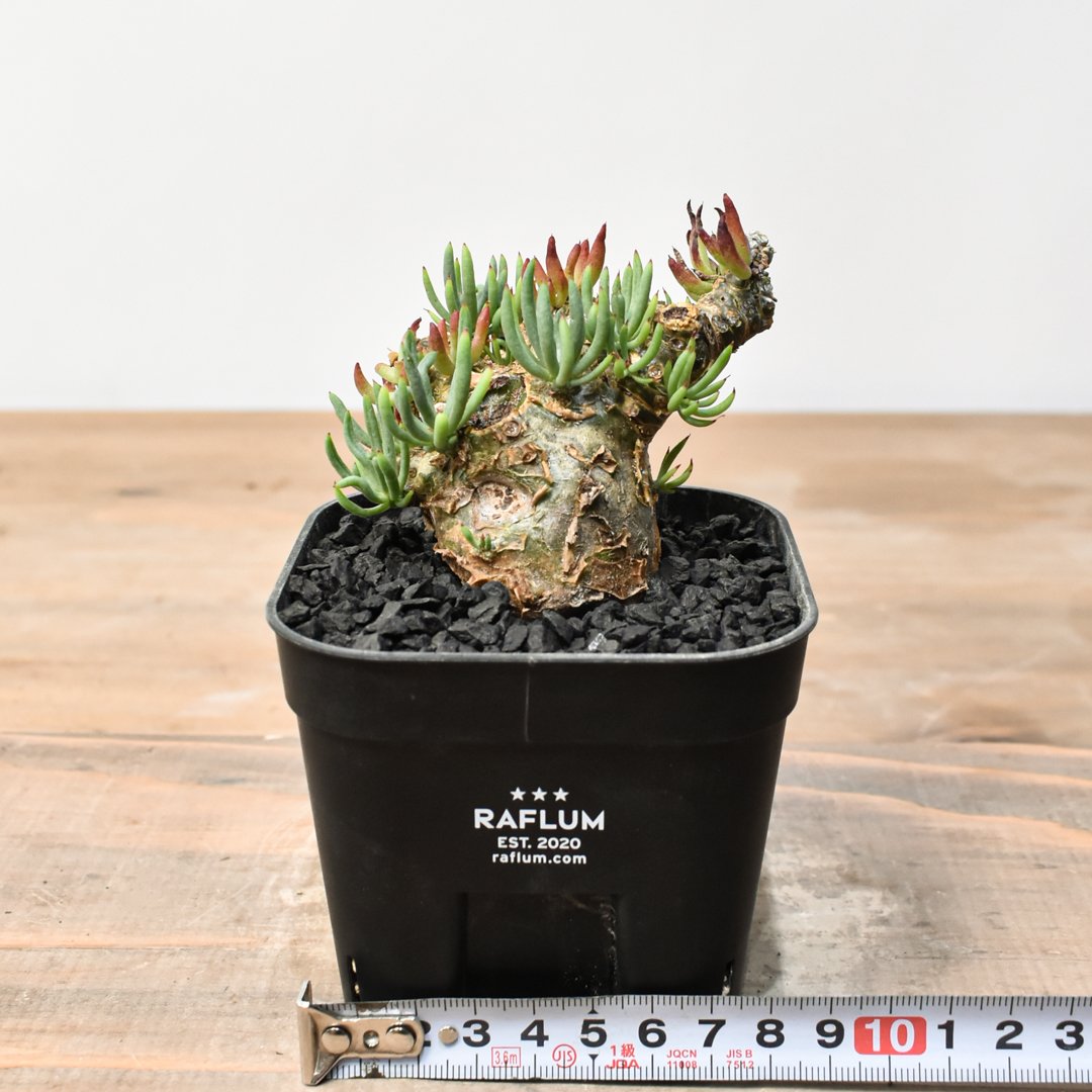 【実生２年目】チレコドン・ペアルソニー（白象）＿実生株 チレコドン ペアルソニー 