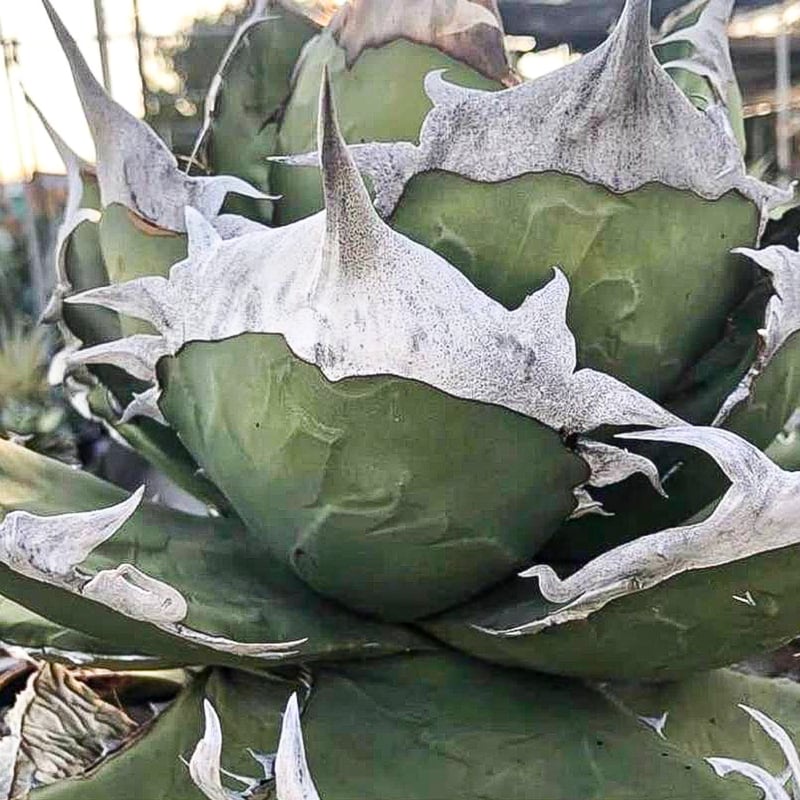 アガベ　チタノタ　巨獣　子株付き Yahoo!オークション - D6アガベ チタノタ 巨獣 Agave titanota ' Giant