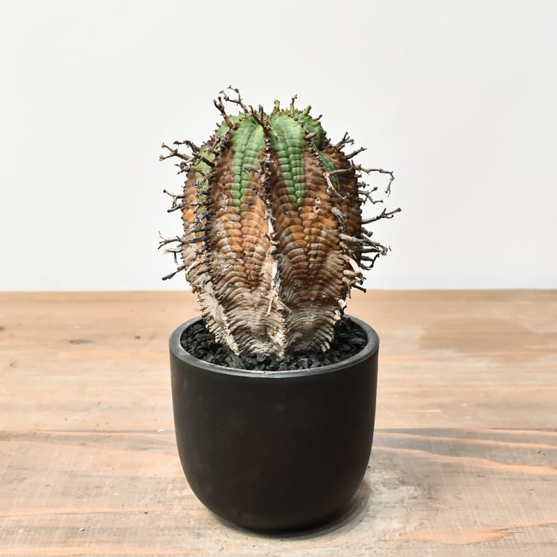 ユーフォルビア オールドスーパーバリダ 