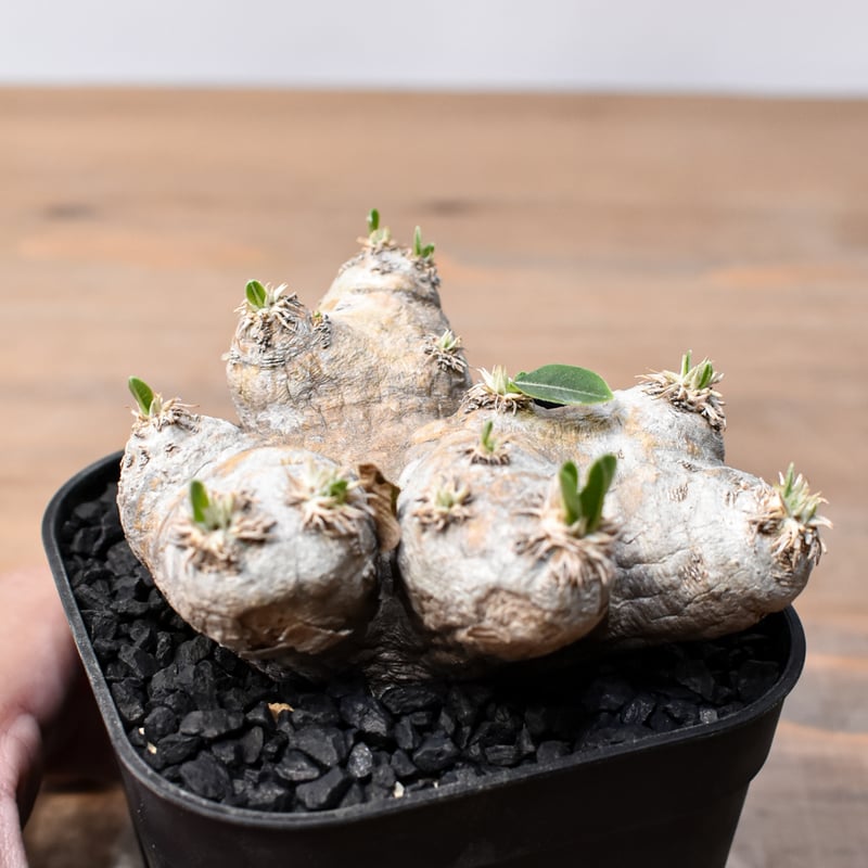 パキポディウム ブレビカウレ 