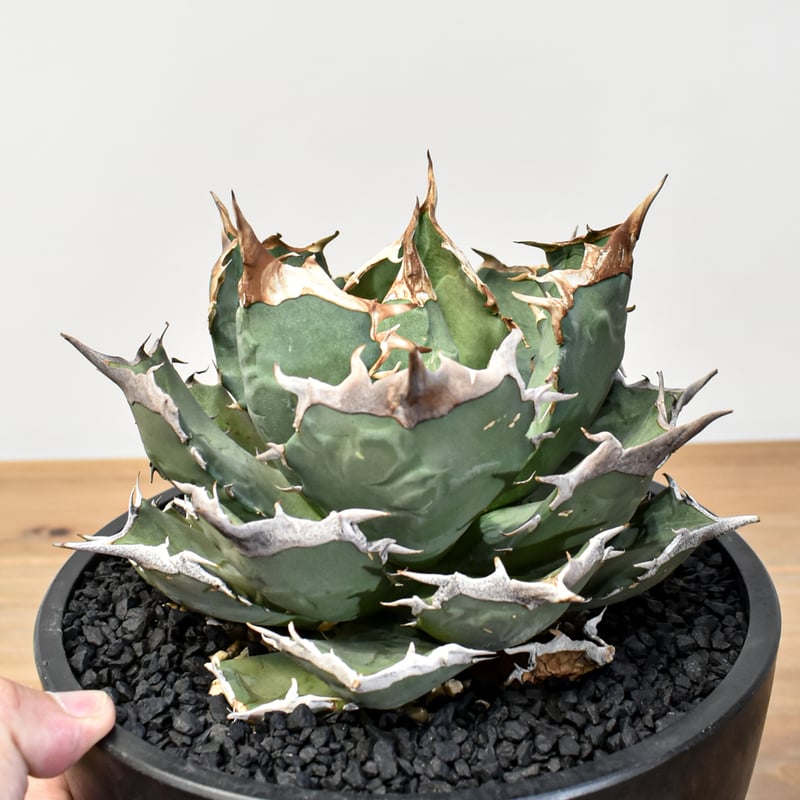 アガベ チタノタ 