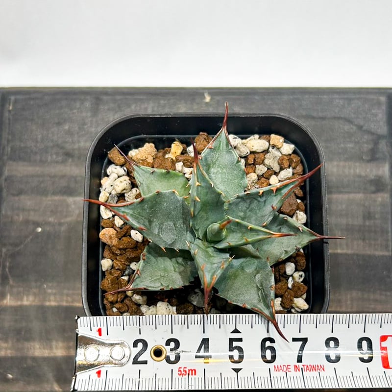 アガベ hybrid イシスメンシス×エボリスピナ/甲蟹X妖炎 【台湾 dragon