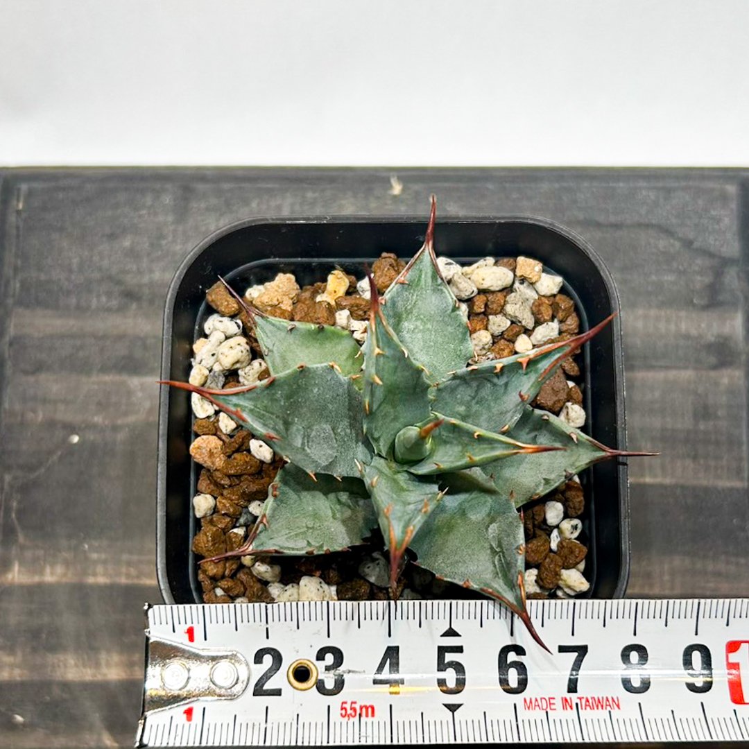 アガベ hybrid イシスメンシス×エボリスピナ/甲蟹X妖炎 【台湾 dragon