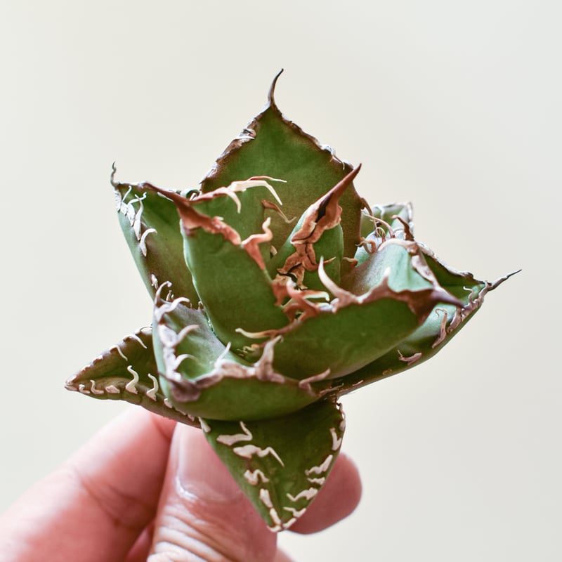 アガベ チタノタ ウルヴァリン / 金剛狼 【台湾 dragon agave産/子株