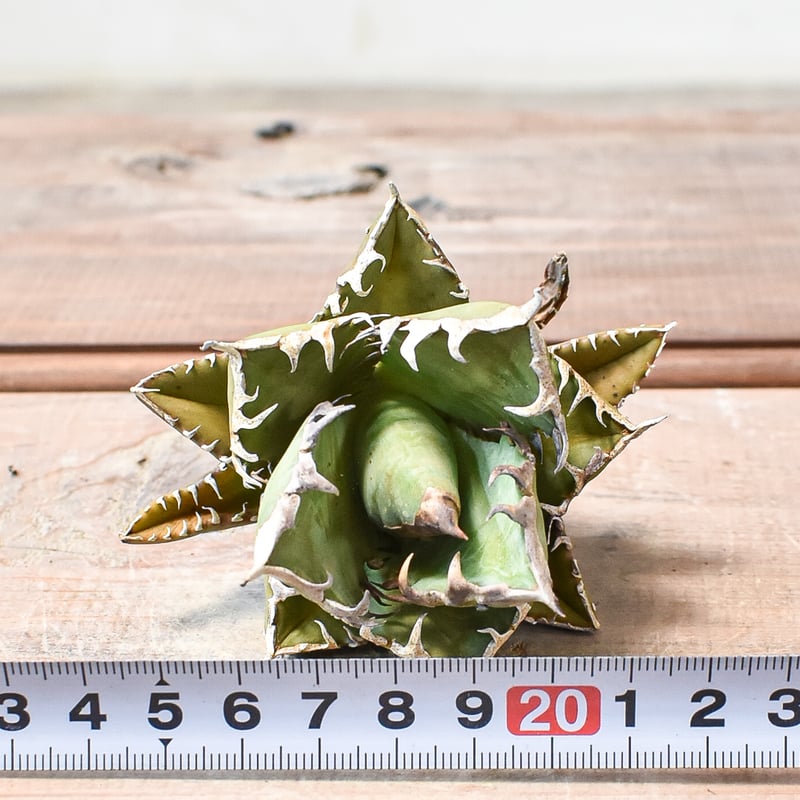 アガベ チタノタ 