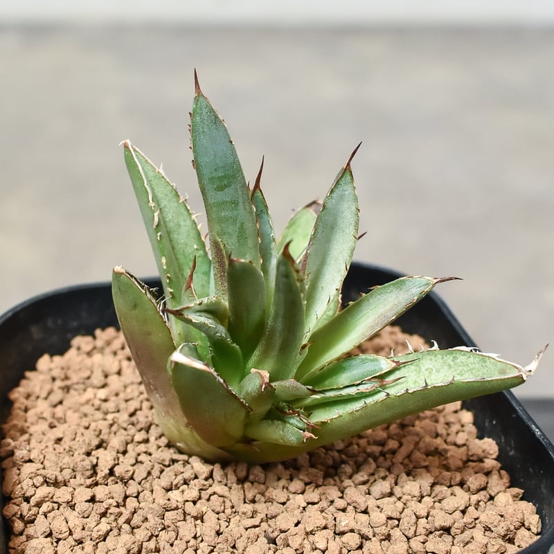 アガベ チタノタ 