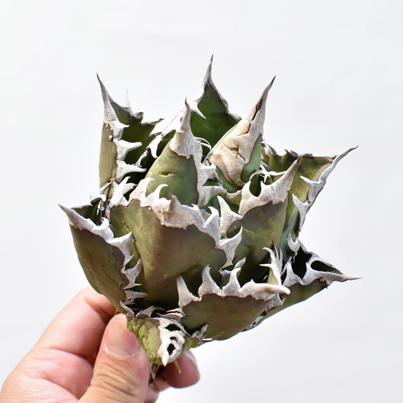 アガベ　チタノタ　精品紅猫　ベルリン　　レッドキャットウィーズル Agave titanota 'Red Catweezle' を子株から育ててみる – ゆるぷ