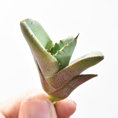 アガベ チタノタ　白妖　縞斑　子株出品 アガベ チタノタ白妖縞斑子株出品