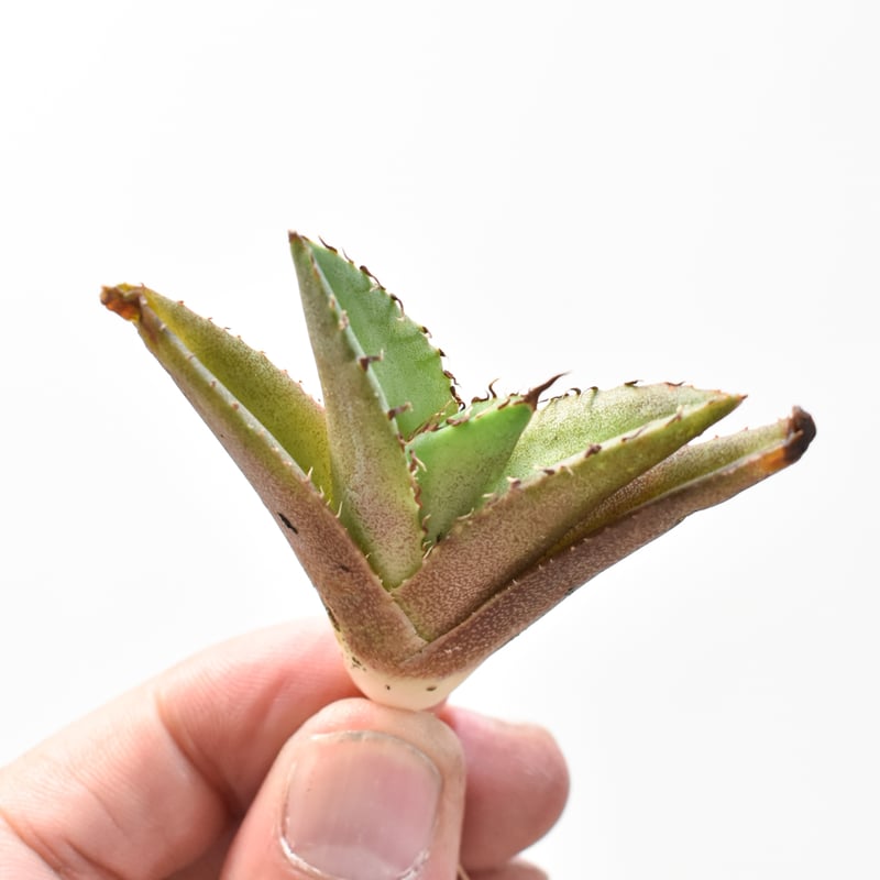 アガベ チタノタ 