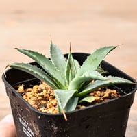 アガベ ハイブリット "吉巴羅" (特白肌怒雷神×血妖) 【台湾huplants2010産/子株販売】RF25011820