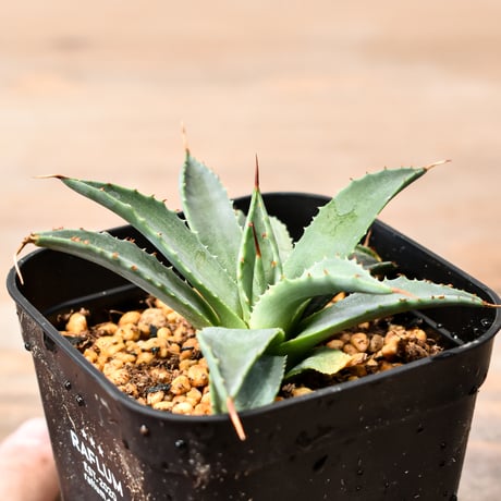 RAFLUM / ラフラム｜東京、大阪の塊根植物（コーデックス）、アガベ