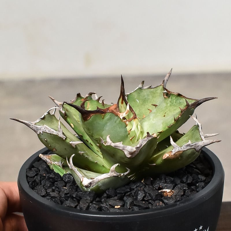 【DRAGON AGAVE産】AGAVE TITANOTA 火鳳凰 OC株 DRAGON AGAVE産】AGAVE TITANOTA 火鳳凰 OC株 DRAGON AGAVE産】AGAVE