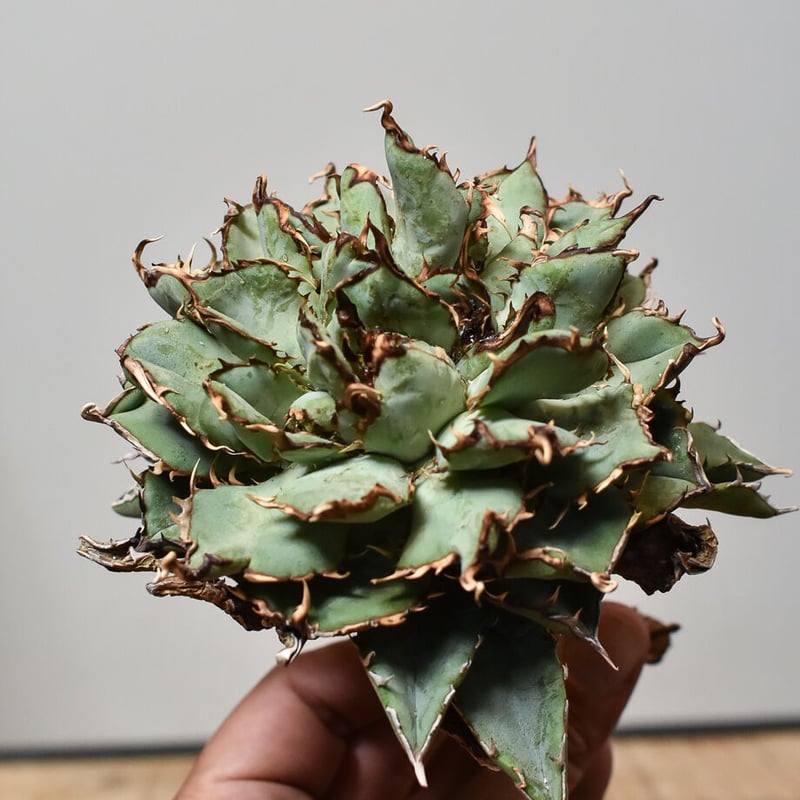 チタノタ 綴化 モンスト アガベ チタノタ 翼竜 デビル 綴化 モンスト化